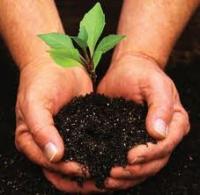 hands with young tree